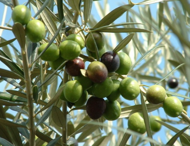 Fresh olives growing on the tree before harvest for ultra-premium extra virgin olive oil